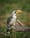 Who's Watching Whom? Yellow-billed Hornbill Encounter in Samburu, Kenya