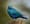 The Confrontation: When a Blue-eared Starling Gives You the Evil Eye