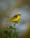 The Golden Moment with a Yellow Bishop
