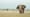Lunch Break Interrupted: When Bull Elephants Approach in Amboseli