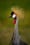 Crowned Crane: A Regal Portrait from Amboseli National Park