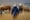 Field of Gold: A Spontaneous Encounter with Iceland's Wild Horses