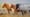Brief Harmony: A Fleeting Encounter with Iceland's Wild Horses