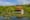 Beyond Dawn's Reflection: The Quiet Waters of Kinkaku-ji